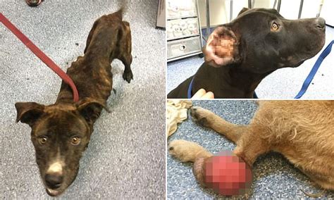 Australias Worst Ever Cases Of Animal Abuse Daily Mail Online