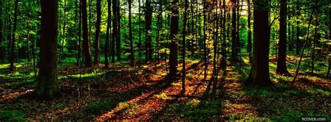 Light And Forest Nature Photo Facebook Cover