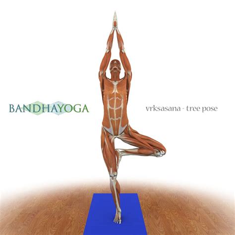 Incredible Reference On Yoga Anatomy Vrksasana Tree Pose Yoga Tree