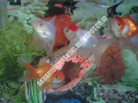 7+ macam ikan mas koki yang unik & mudah dipelihara. Contoh Gambar Mewarnai Ikan Koki - KataUcap
