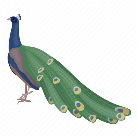 Animal, bird, feathered, peacock, peafowl, wild icon