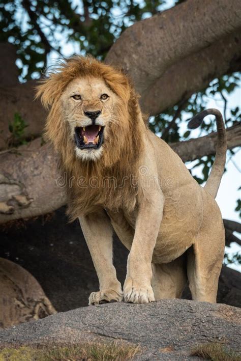 Male Lion Stands On Rock Near Tree Stock Photo Image Of Nature