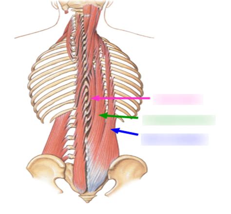 Deep Muscles Of The Back Erector Spinae Ch Diagram Quizlet