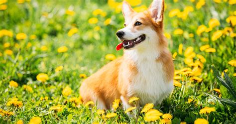 Corgi puppies are one of the popular breeds among rest other breeds. Welsh Corgi Puppies for Sale | Ohio Corgis