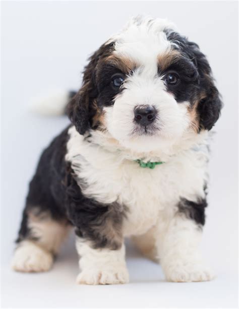 Miniature Aussiedoodle Dog Breed Info Pictures And Facts Hepper