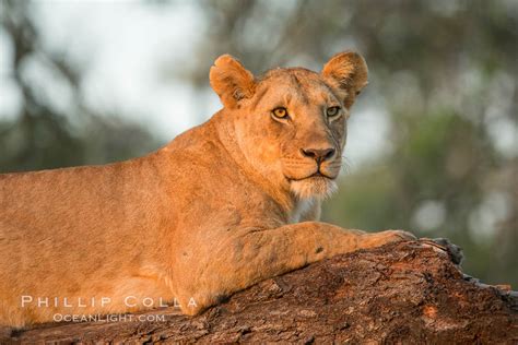 Lion In A Tree In Warm Light At Sunrise Panthera Leo Maasai Mara
