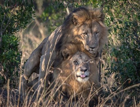 Two Male Lions Seen In Gay Sexual Encounter In Kenyan National Park The Independent