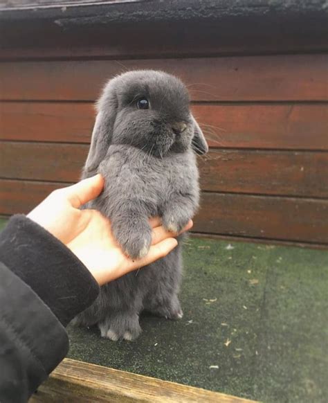 30 Cute Bunny Pictures You Have To See Today Bunnies Beauty