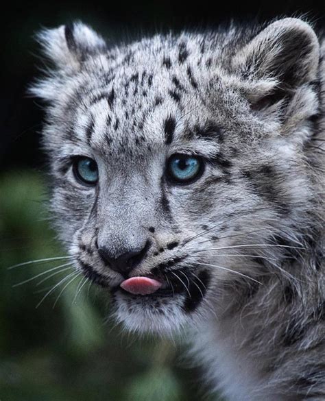 Snow Leopard Cub With Beautiful Eyes Raww