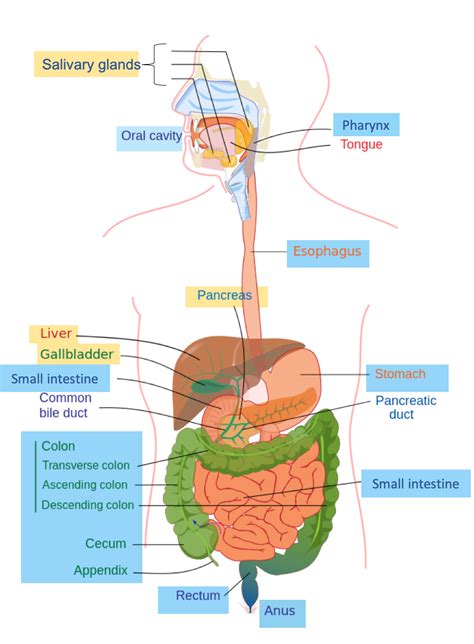 Digestive System Labeling Diagram