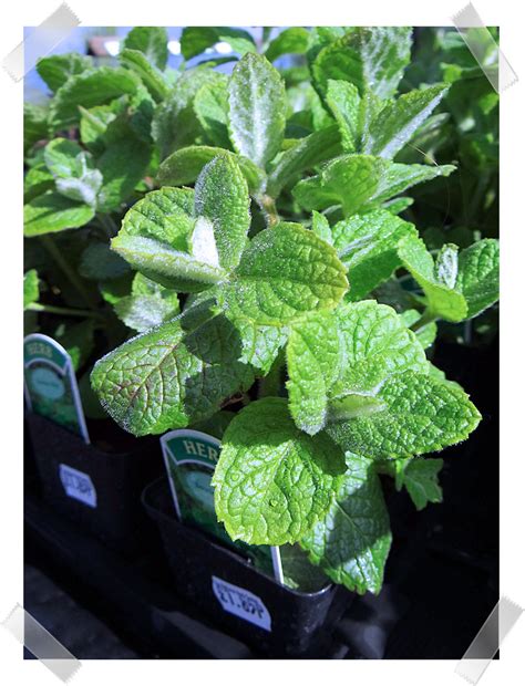 Herbaholics Herbal Haven Growing Mint