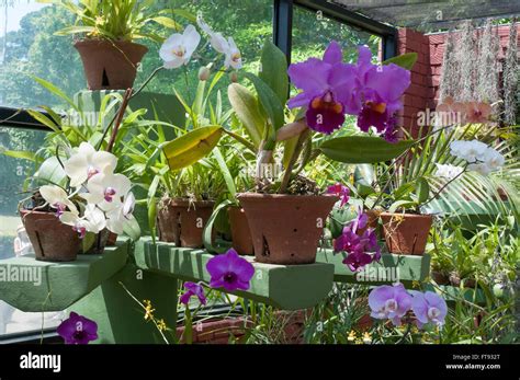 Orchid House At The Peradeniya Botanical Gardens Sri Lanka Stock Photo