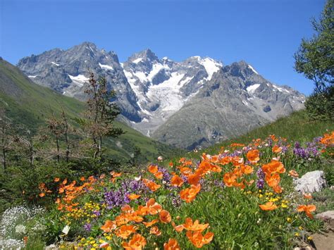 Scenery And Spring Pictures Fleurs De Printemps En Montagne