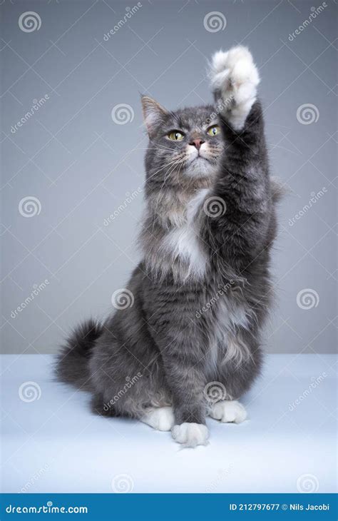 Playful Maine Coon Cat Lifting Paw Reaching Up With Copy Space Stock