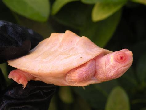 Albino Pink Belly Sidenecks For Sale Albino Turtles Turtle Morphs