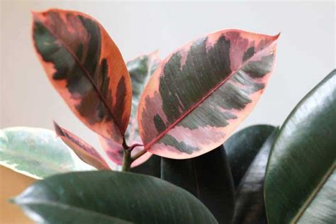 Trending Indoor Plants With Pink Foliage Add Colour To