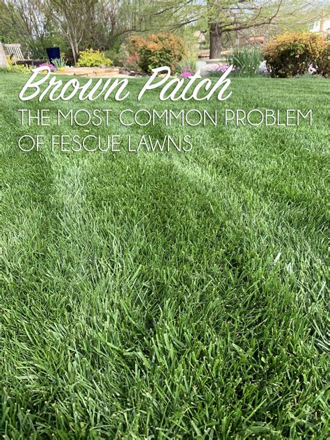 Brown Patch The Most Common Problem Of Fescue Lawns — Hall Stewart