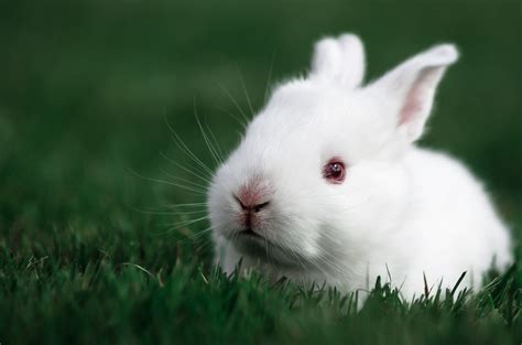 Cute White Baby Rabbits Wallpapers Free Pictures On Greepx