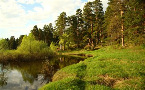 Landscape Photography Of Pine Trees Near Lake Hd Wallpaper Wallpaper