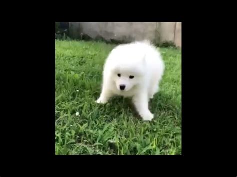 Moonlight Samoyed Puppy For Sale Euro Puppy