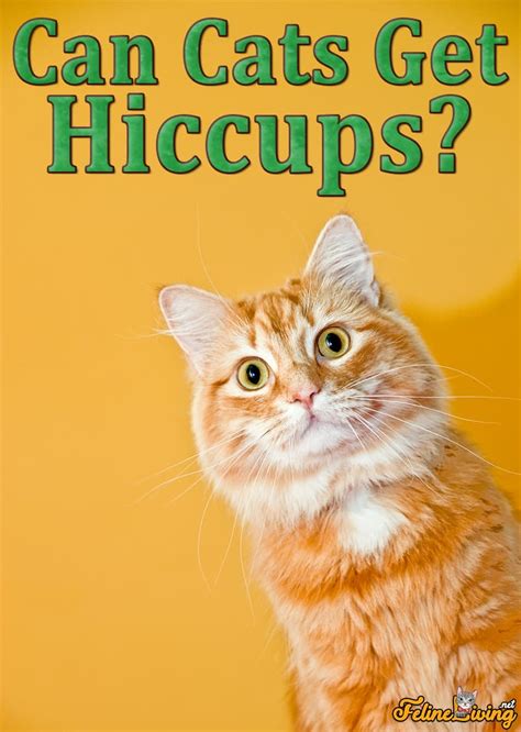 Can Cats Get Hiccups 6 Best Home Remedies Revealed Here