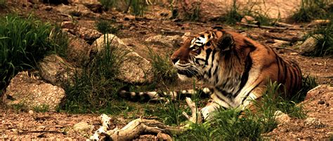Images Gratuites Région Sauvage Faune Zoo Jungle Félin Savane