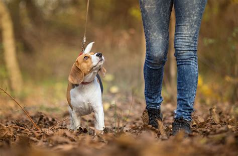 Dog Walking Rules Clarified