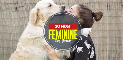 Chvála Vychovávateľ Vreckový Sexy Female Dog Halloween Prispieť