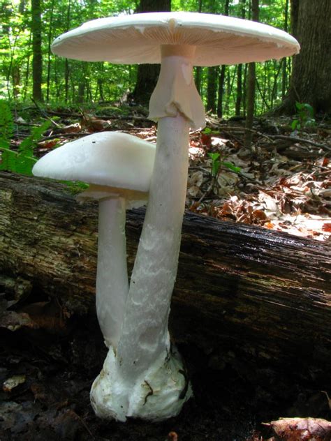Missouri Mushrooms Trails For Two