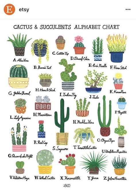 Pin By Kathleen On Illustration Cactus Cactus And Succulents Cactus