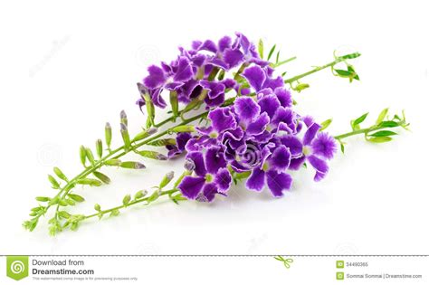 36 Purple Flower White Background Wallpapersafari