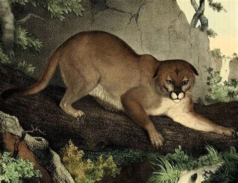 The Eastern Cougar Is Officially Extinct Atlas Obscura