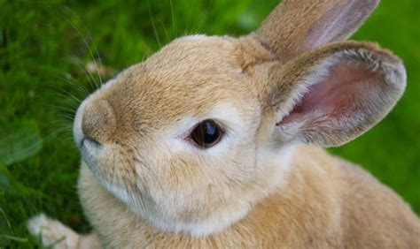 ¿cómo Alimentar A Un Conejo Consejos En Español