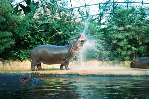 15 Best Zoos In The World To Visit In 2022 Road Affair 2022