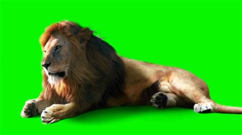 Lion Green Screen Video - YouTube