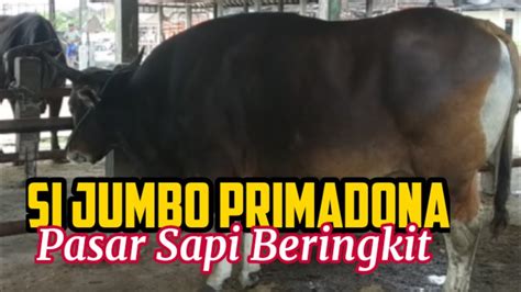 Deretan Big Size Primadona Pasar Sapi Beringkit Bali Youtube
