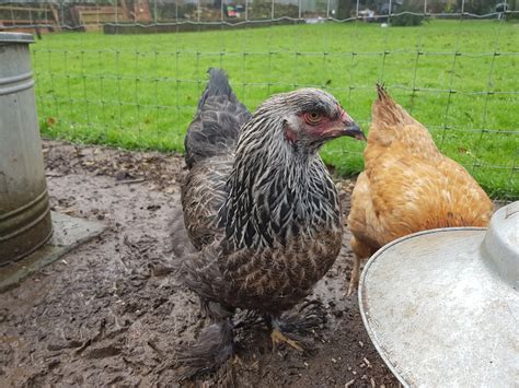 Brahma For Sale Chickens Breed Information Omlet