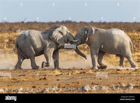 Elephants Touching Trunks Hi Res Stock Photography And Images Alamy