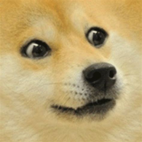 Nova skin gallery minecraft doge skin roblox skins from novaskin editor. Doge | Doge, Memes, Cartoon pics