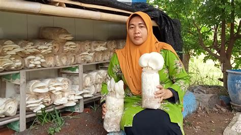 BUDIDAYA JAMUR TIRAM LANGKAH LAZISMU DAN AISYIYAH KABUPATEN DEMAK