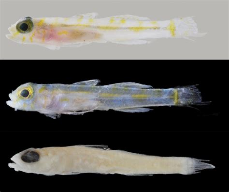 Two New Species Of Gobies Described From The Deep Reefs Of The Caribbean Reef Builders The