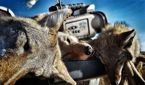 Coyote Calling Nuances Midwest Outdoors