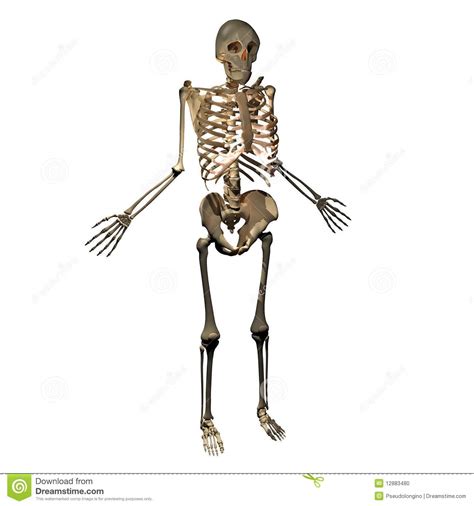 Esqueleto Humano Foto De Archivo Imagen 12883480