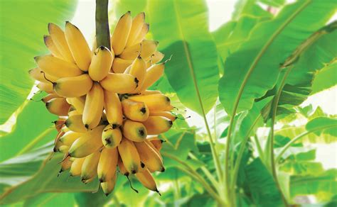 A Brief History Of Bananas Natures Gateway