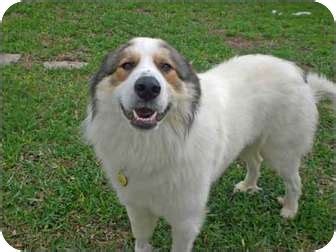 Maybe you would like to learn more about one of these? Austin, TX - Great Pyrenees. Meet Harrison a Pet for Adoption.