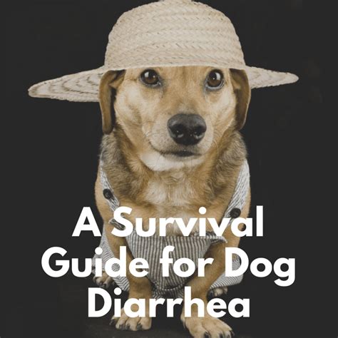 A Survival Guide For Dog Diarrhea Savory Prime Pet Treats