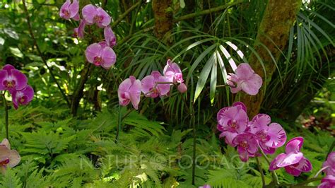 Orchids In Tropical Forest Youtube