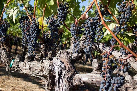 Wine Grapes Growing In Napa Valley California Stock Image Image Of