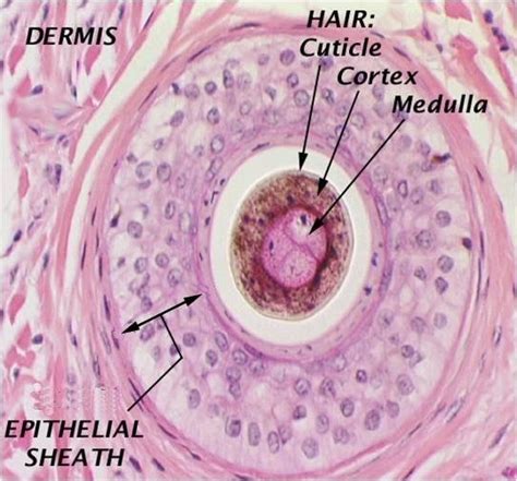 Hair Histology