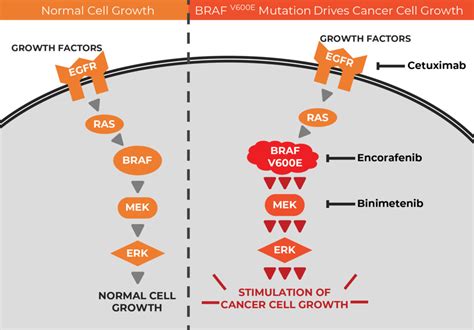 Cienciasmedicasnews Targeted Drug Trio For Colorectal Cancer With Braf Mutations National